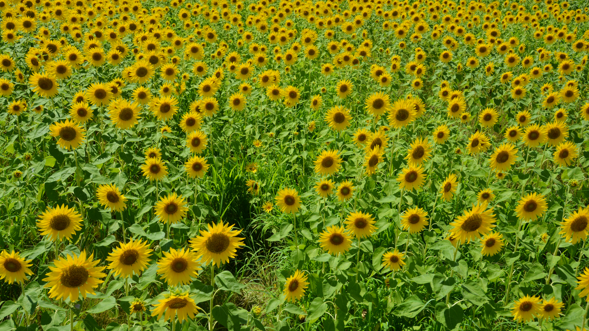 自動スクロール画像